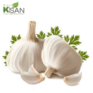Garlic
